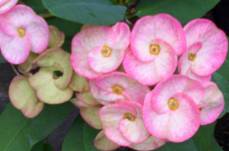 Light Pink Euphorbia