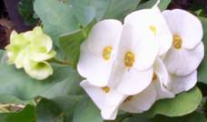White Euphorbia